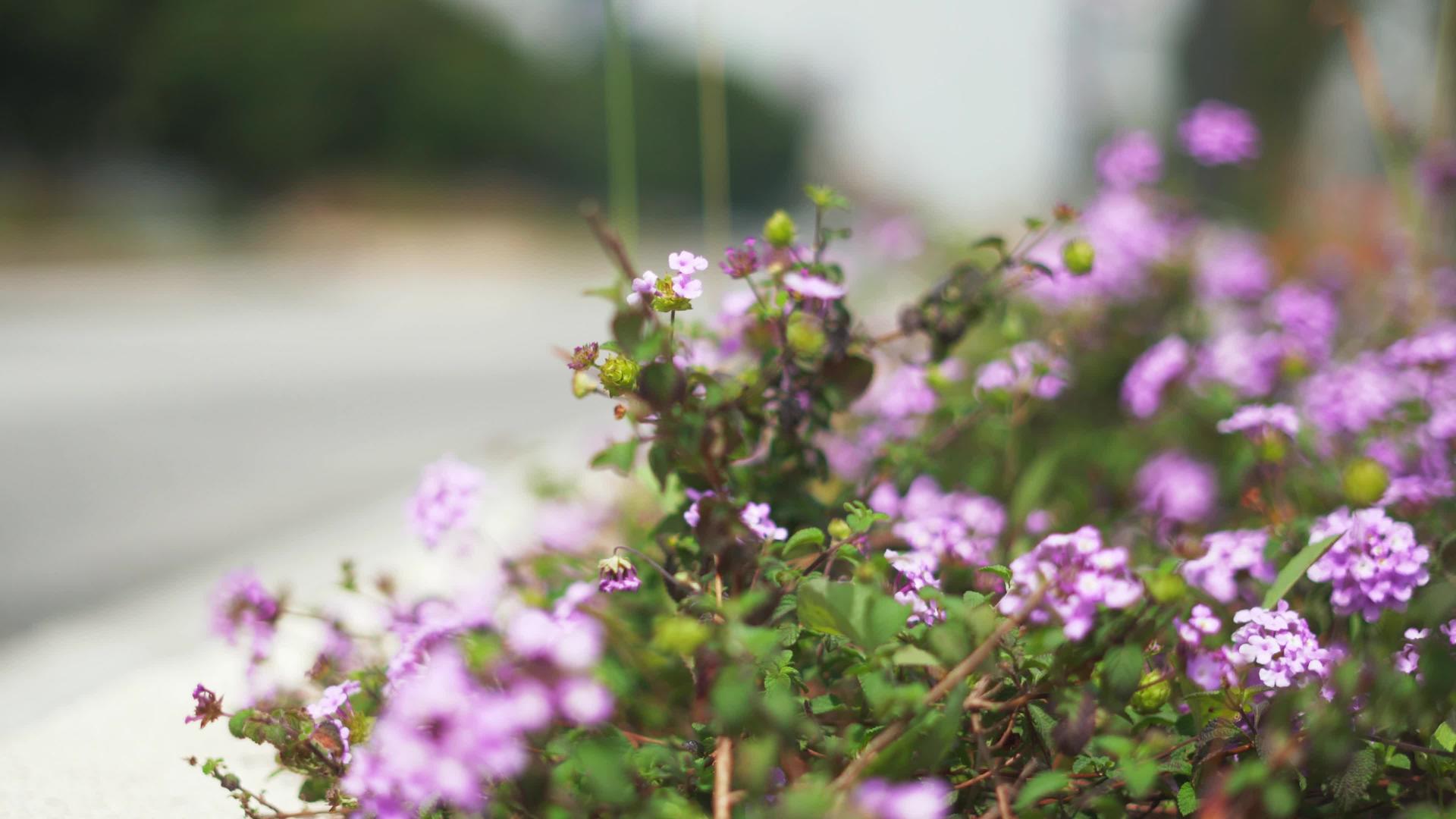路边的紫色花朵视频的预览图