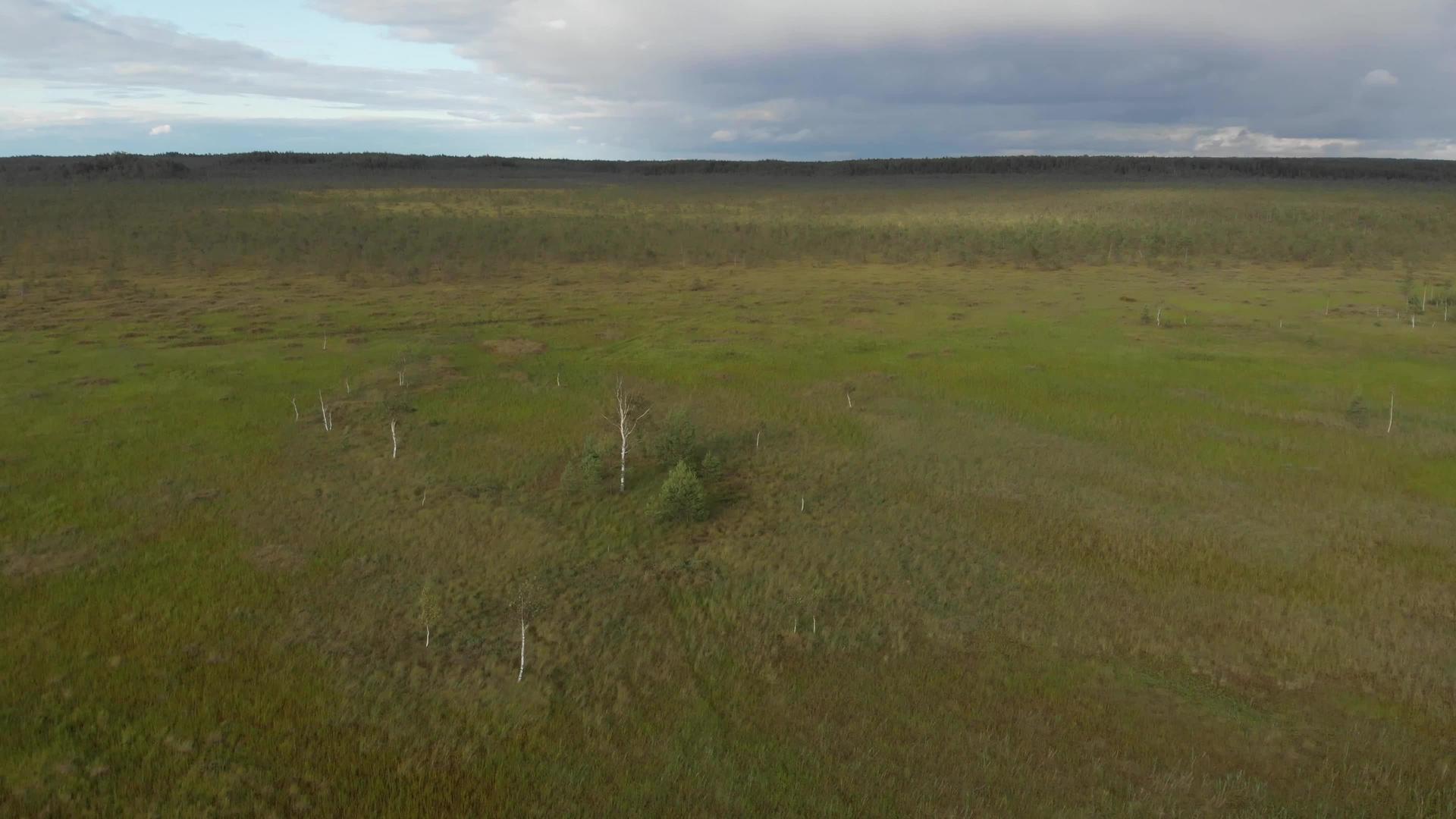 大沼泽地空中轨道上的干树视频的预览图