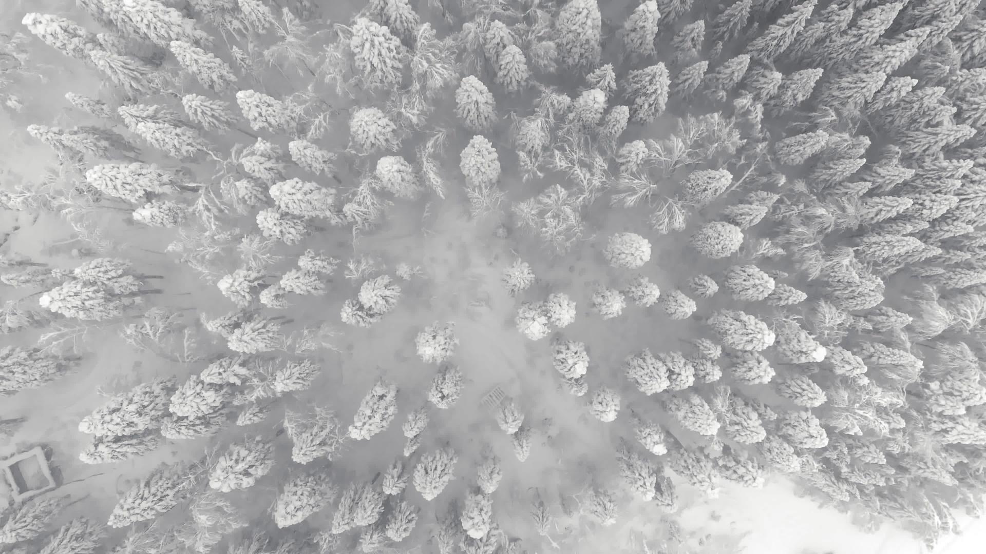 覆盖着雪的树枝通过树枝飞行视频的预览图