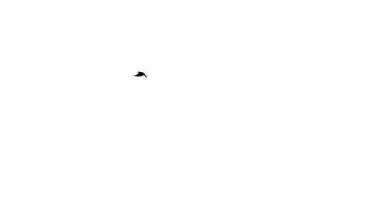 大量鸟类在白色背景上向不同方向飞翔hd在白色背景下飞行视频的预览图