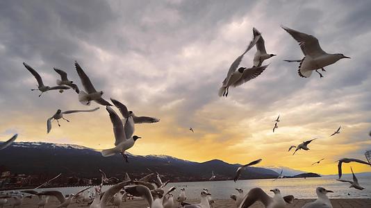 在奥赫里德湖的海鸥群中日落视频的预览图