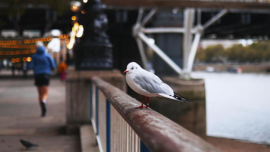 白海鸥和明亮的主干道站在扶手栏上视频的预览图