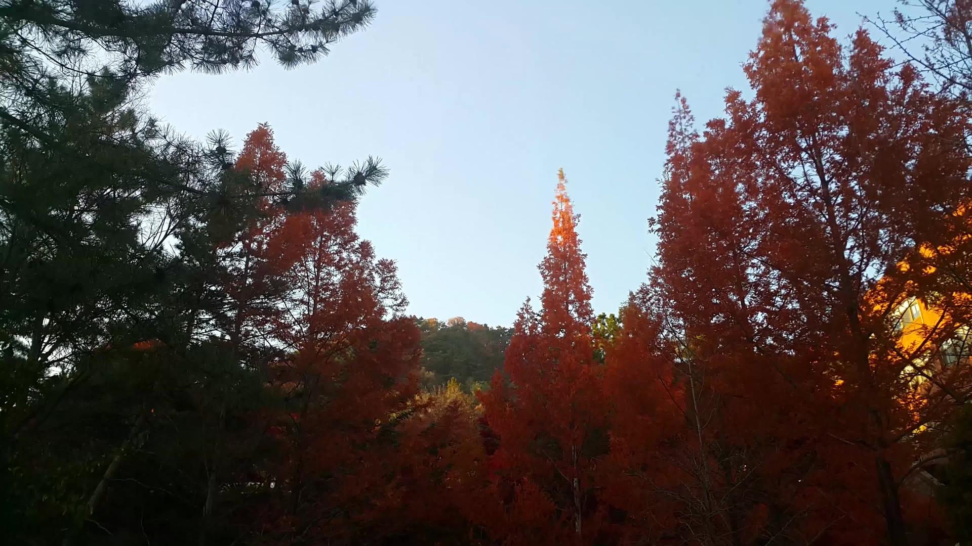 秋天公园的树叶视频的预览图