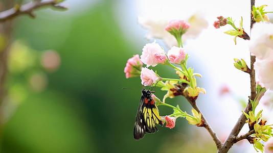 春天微距蝴蝶采蜜视频的预览图