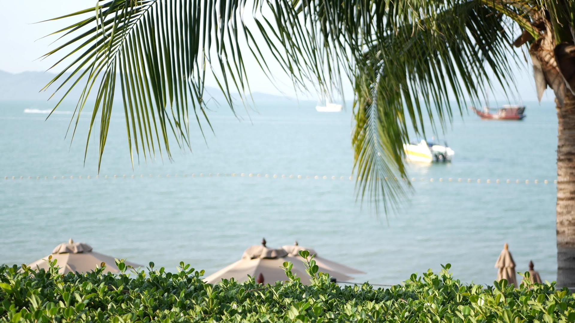 棕榈海和平静的海浪阳光明媚的日子视频的预览图