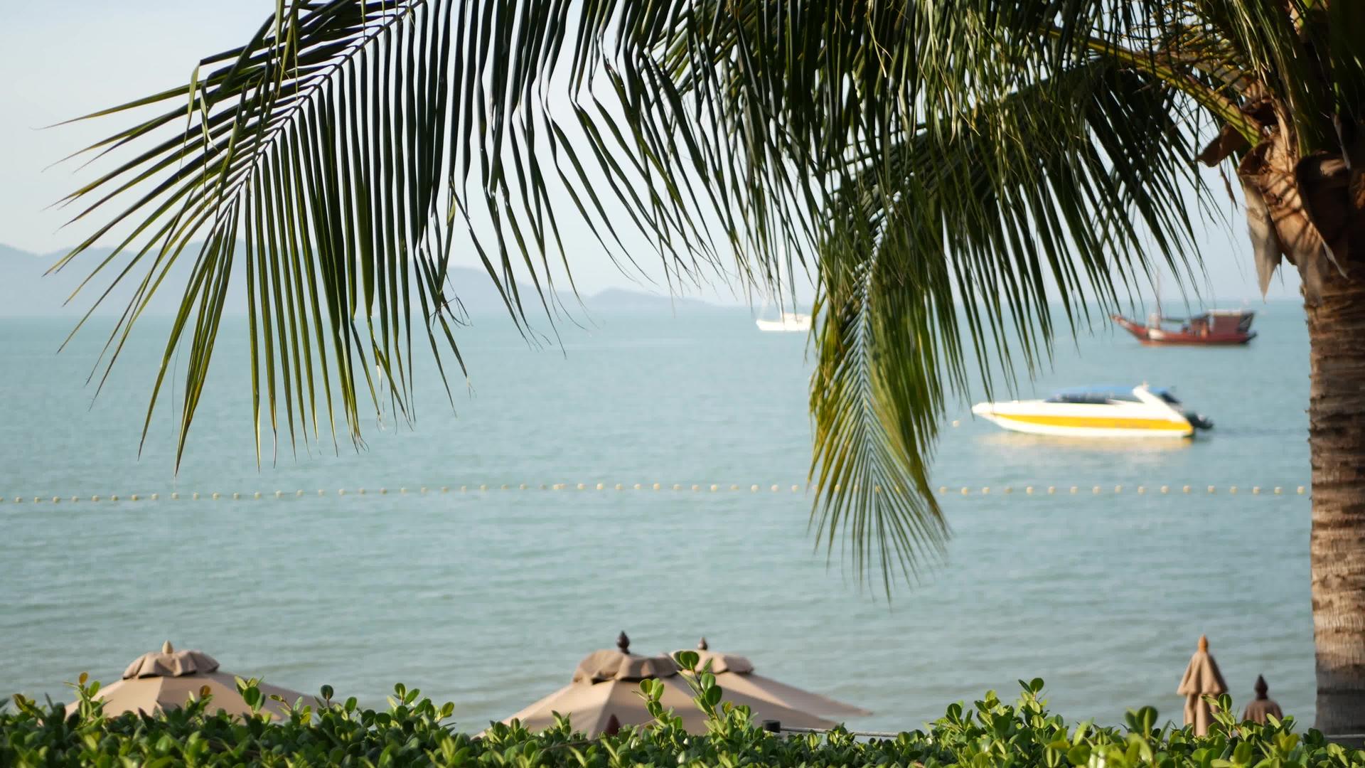 棕榈海和平静的海浪阳光明媚的日子视频的预览图