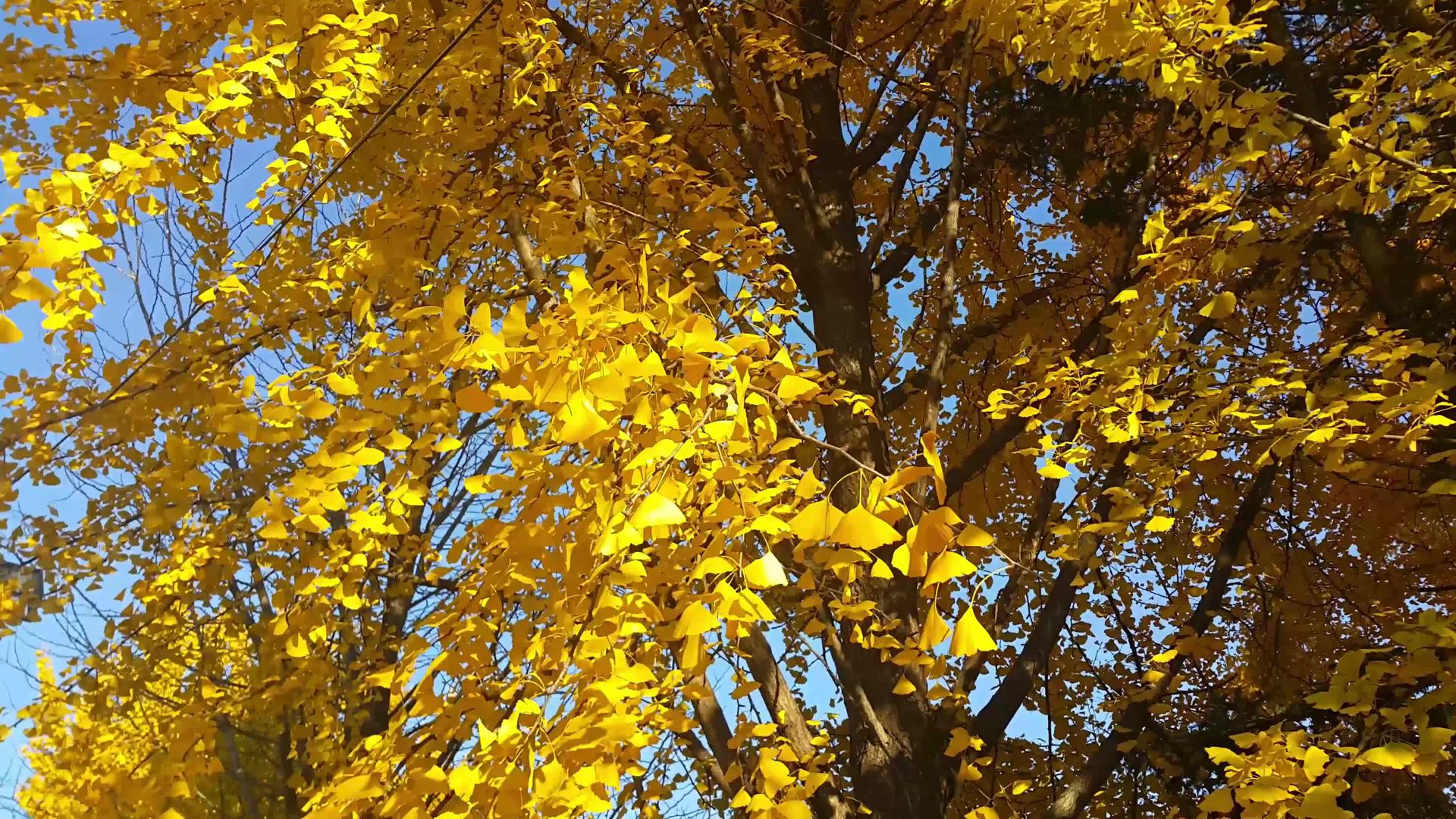 秋天黄色的叶子漂浮在新鲜空气中视频的预览图