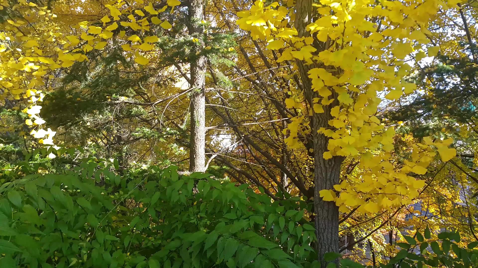 秋天黄色的绿色和橙色的叶子漂浮在新鲜空气中视频的预览图