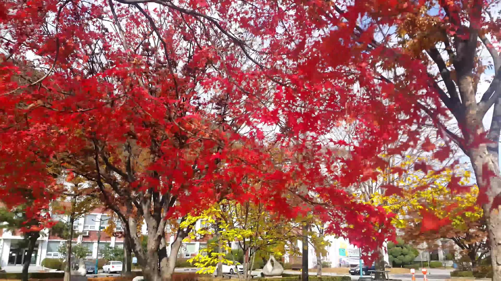 秋天红叶和橙色的叶子在新鲜空气中挥舞视频的预览图
