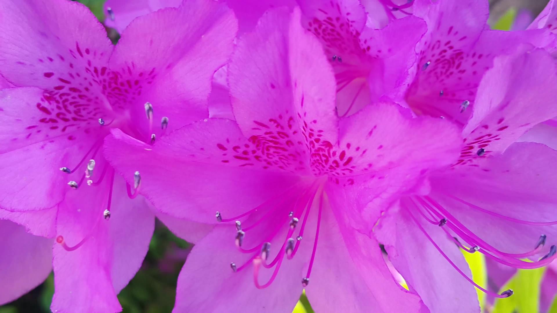 春天绿叶的粉色花朵在新鲜空气中飘动视频的预览图
