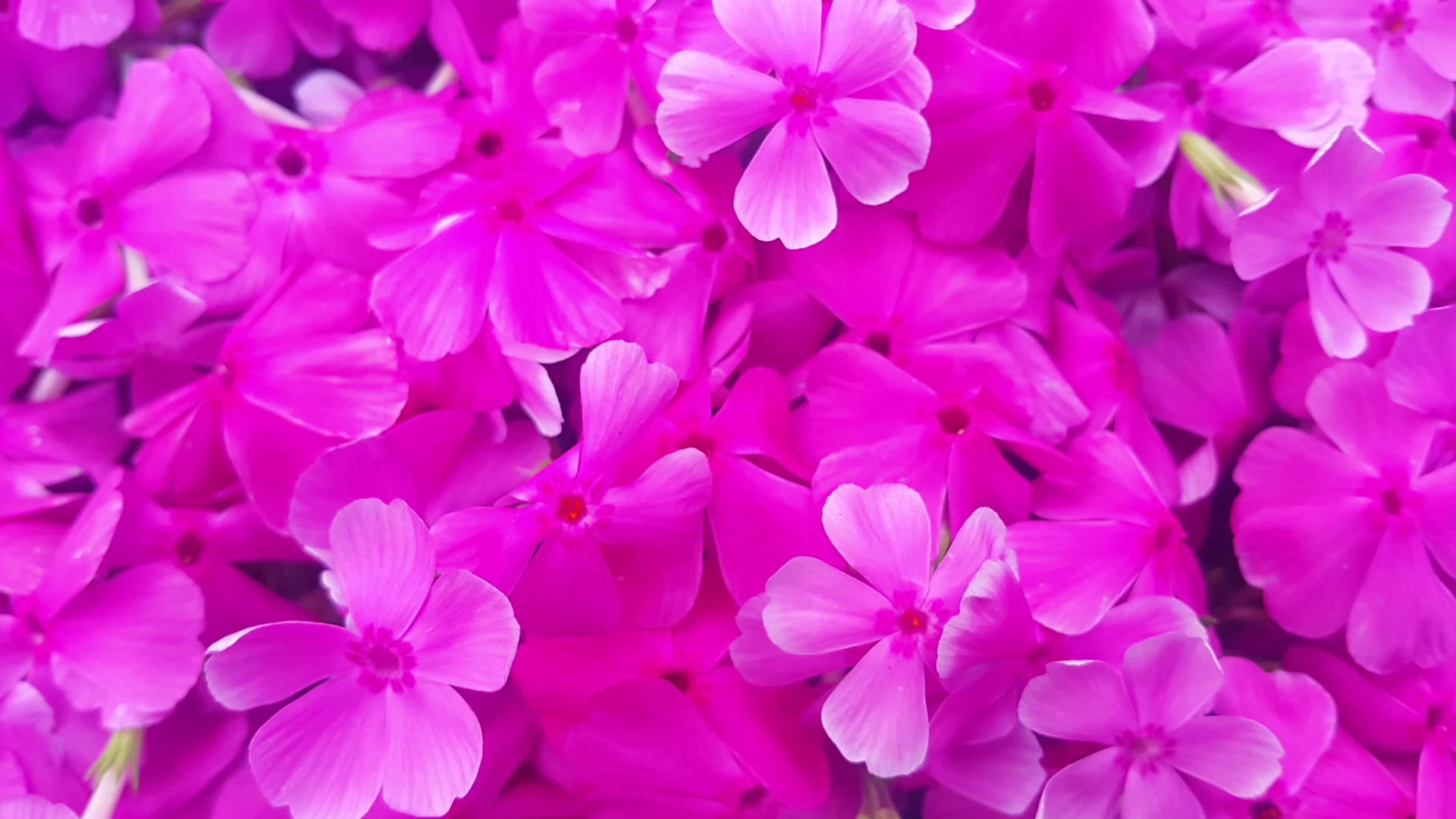 春天粉红色的花在风中飘动视频的预览图
