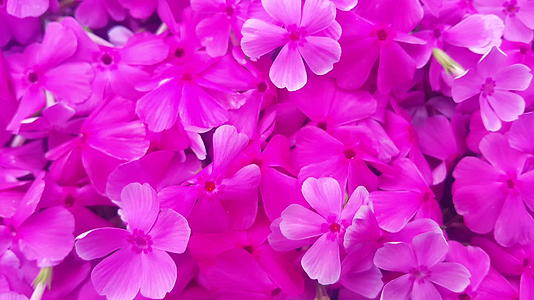 春天粉红色的花在风中飘动视频的预览图