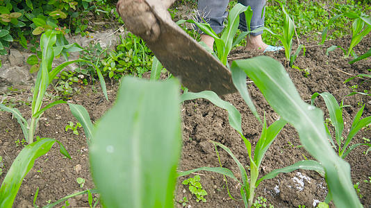 4k拍摄农忙芒种玉米地施肥视频的预览图