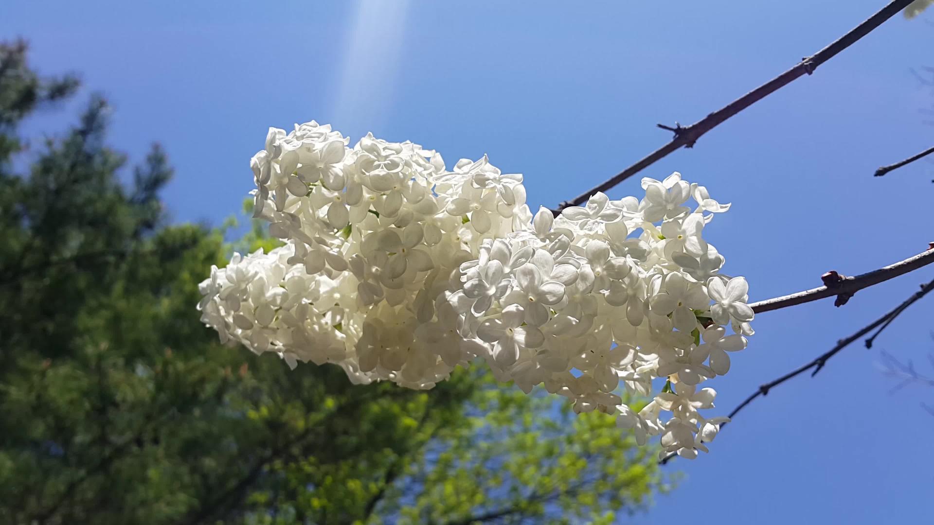 白花在春天飘动视频的预览图