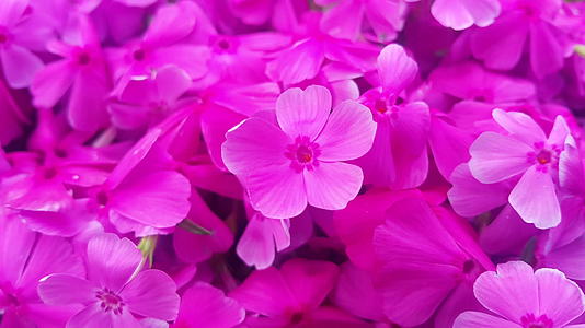 春天粉红花朵视频的预览图