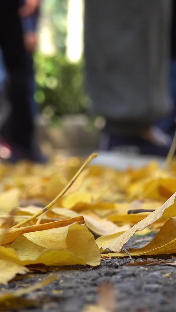 秋天满是银杏叶的道路和行人视频视频的预览图