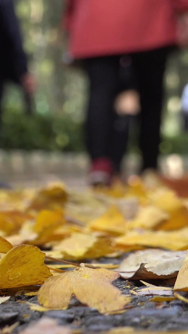 秋天满是银杏叶的道路和行人视频视频的预览图