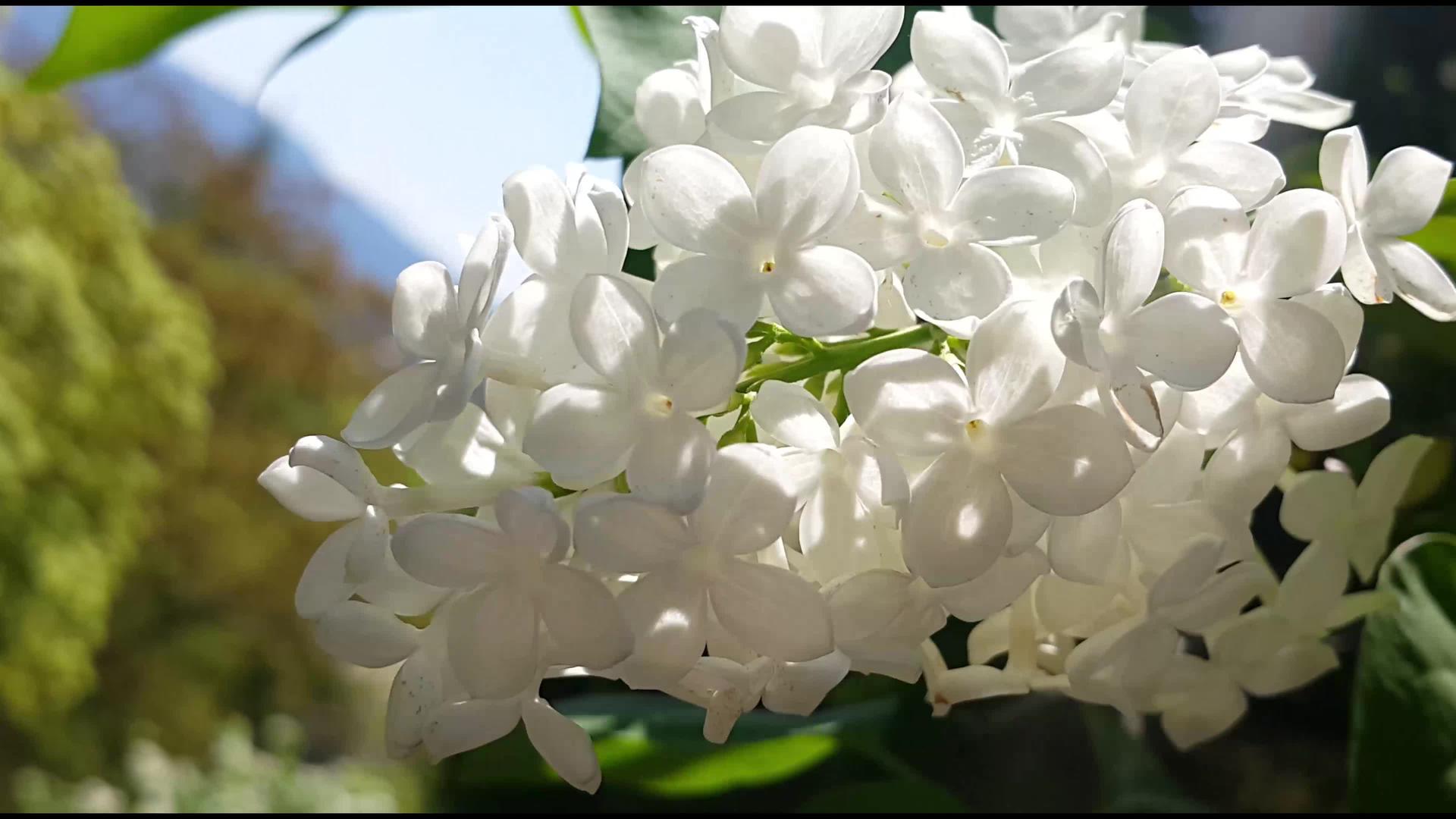 白花在春天飘动视频的预览图