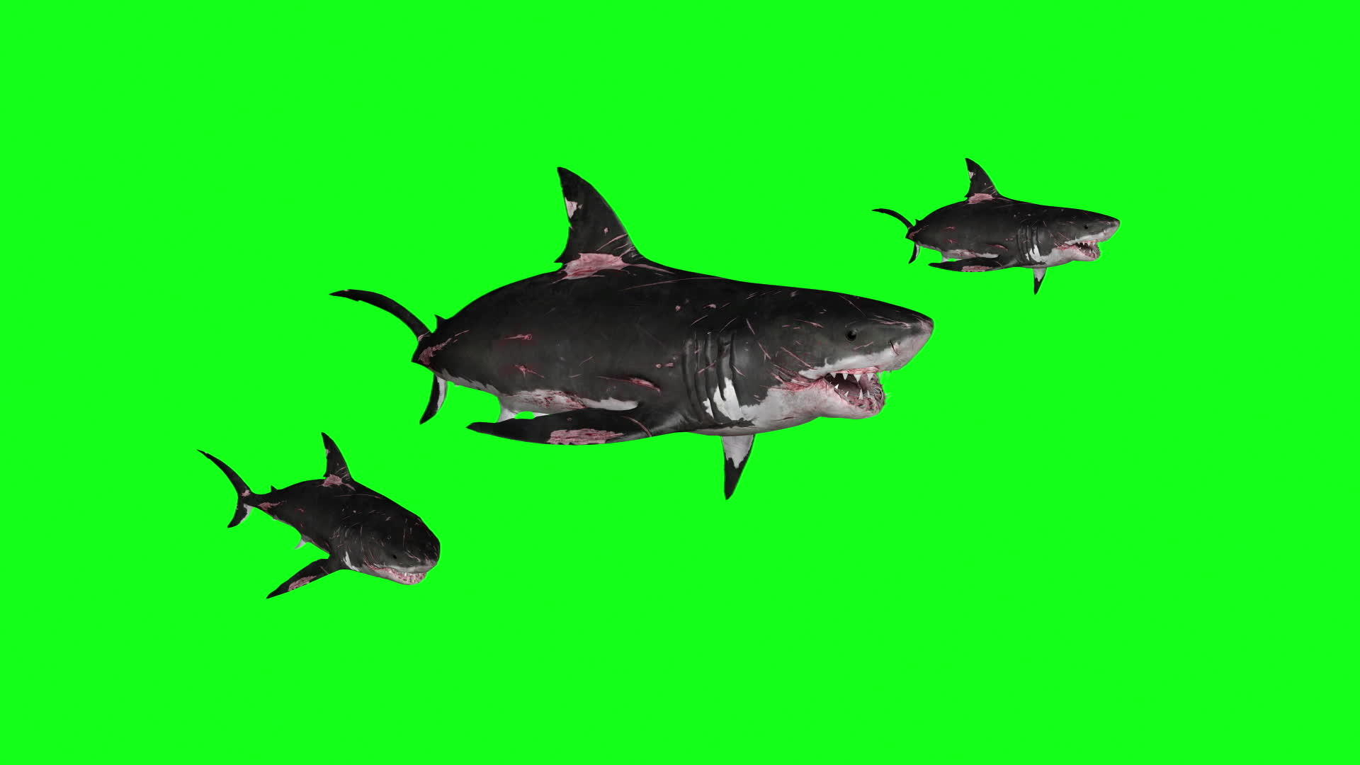 在绿色屏幕前的圆圈中游泳3D翻动画视频的预览图