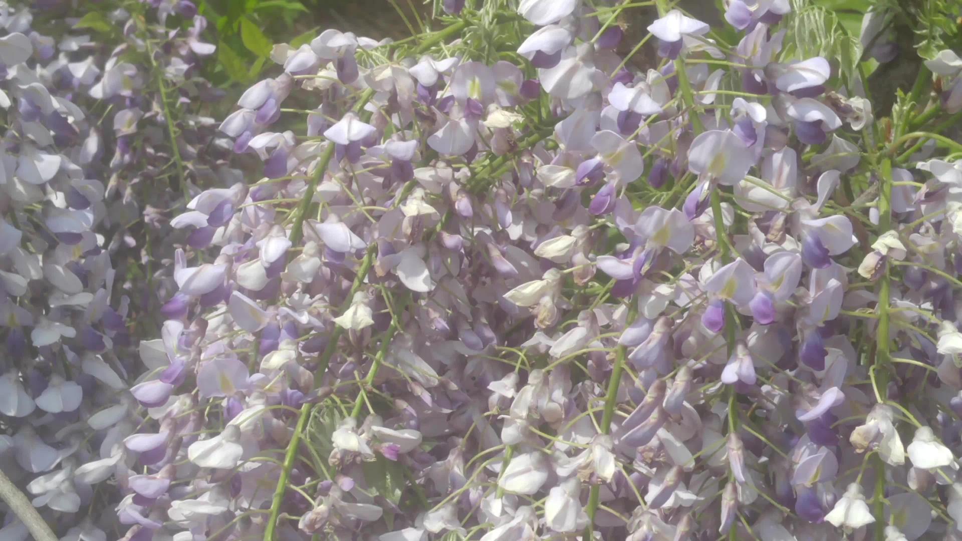 春天紫花在空中飘动视频的预览图