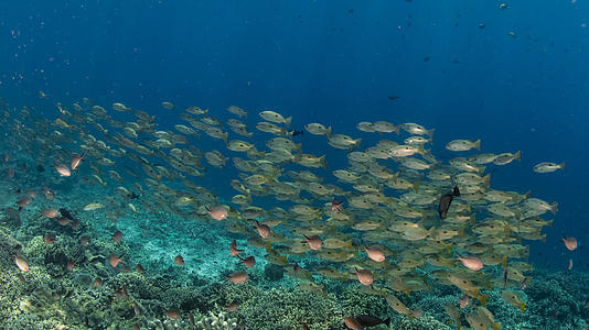 海底成群结队的黄鱼群视频的预览图