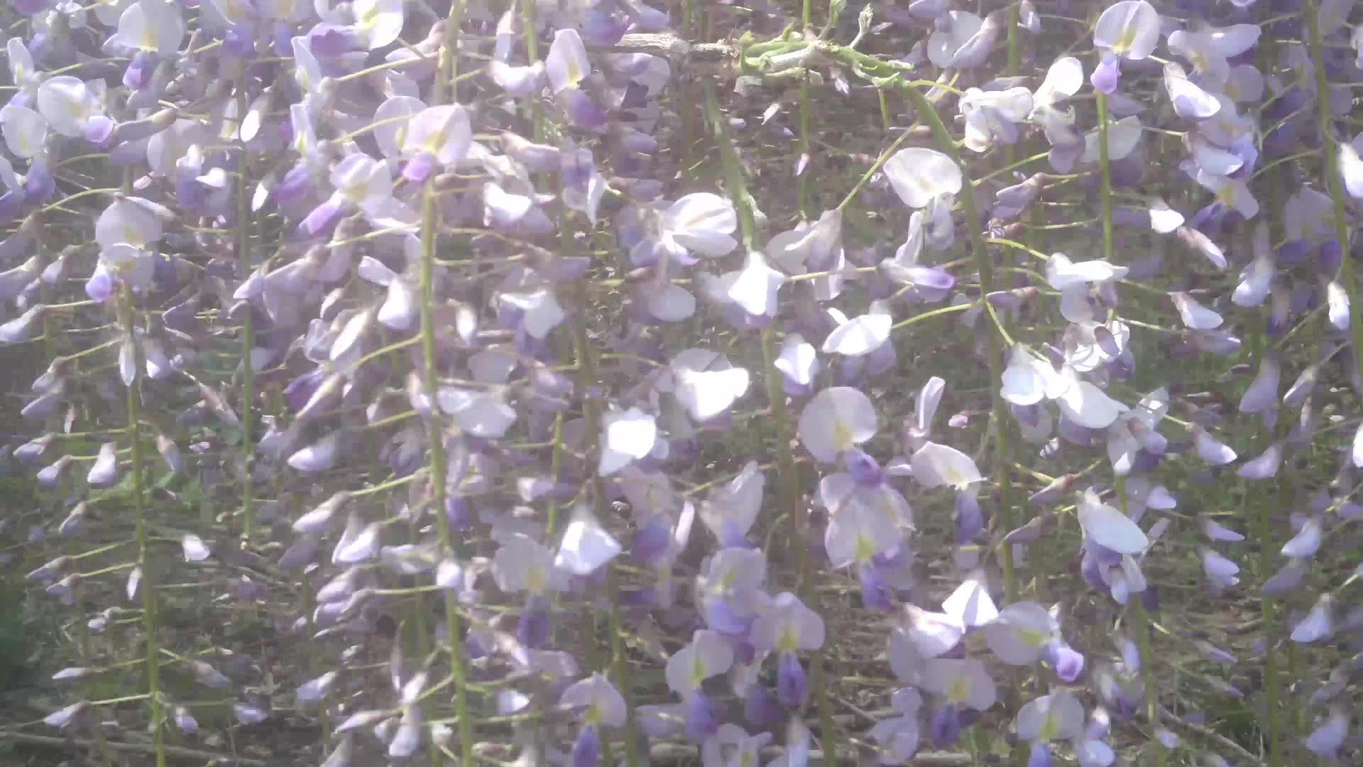 春天绿叶的紫色花朵在新鲜空气中飘浮视频的预览图