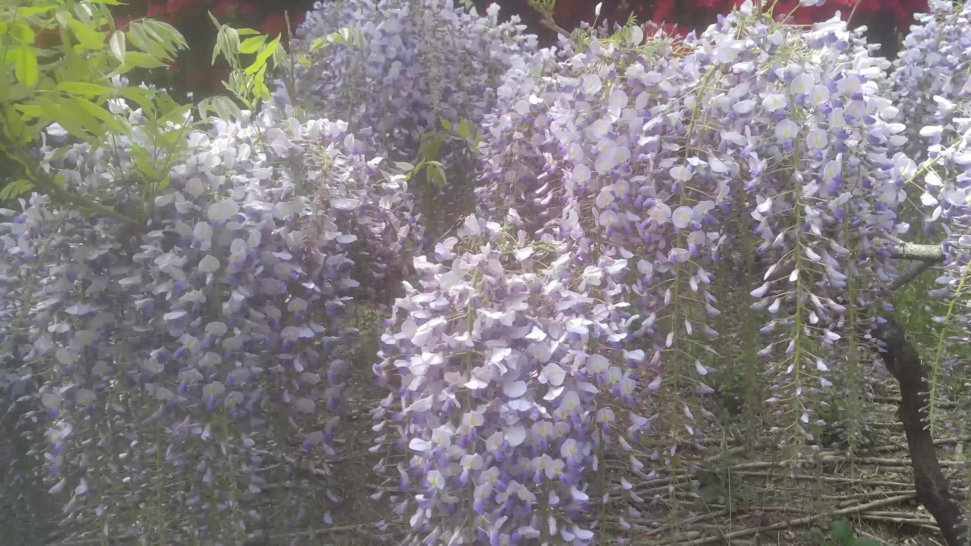 紫花在春天飘动视频的预览图