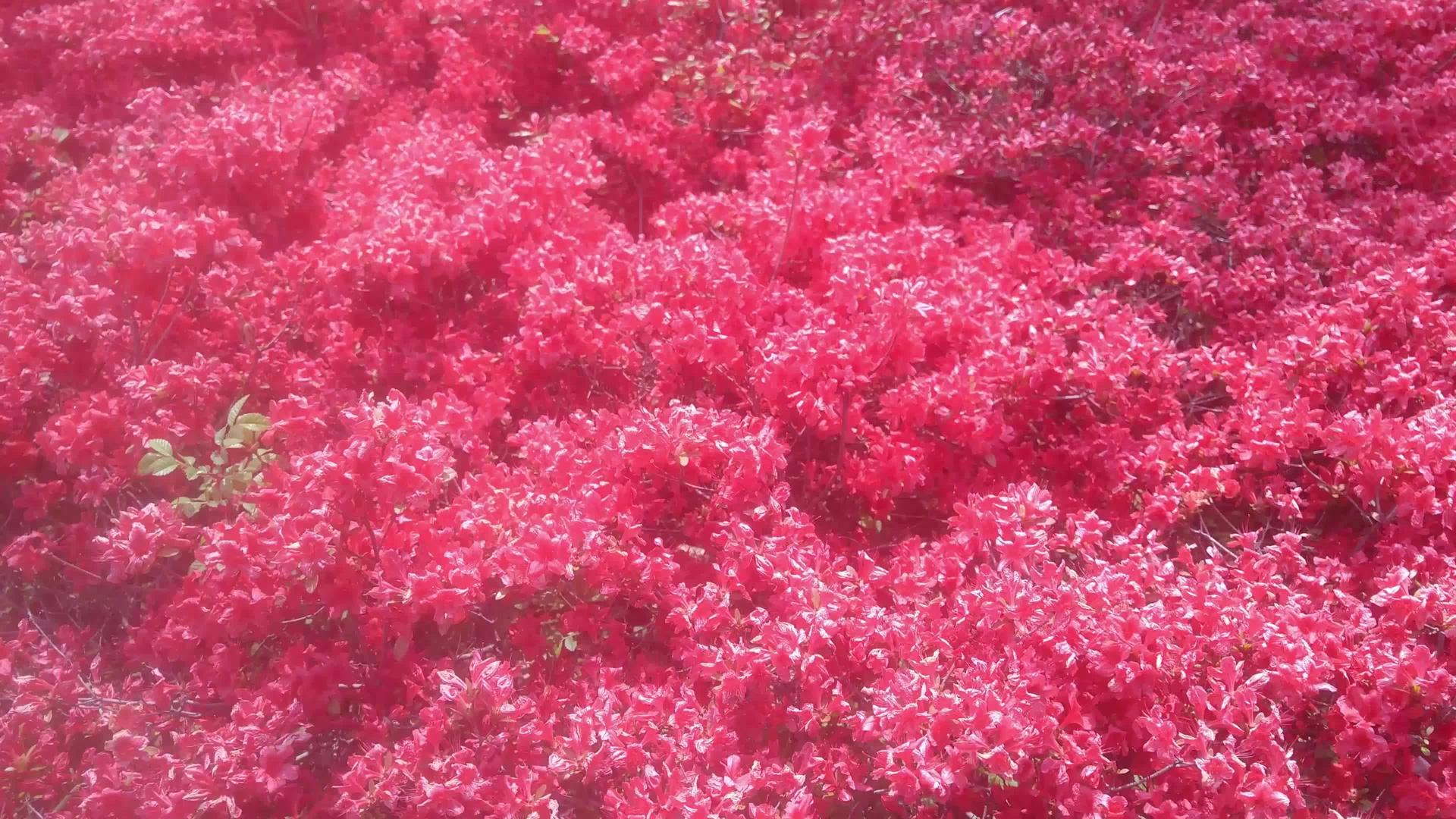 4k在空中挥舞着红花和红花瓣的视频视频的预览图