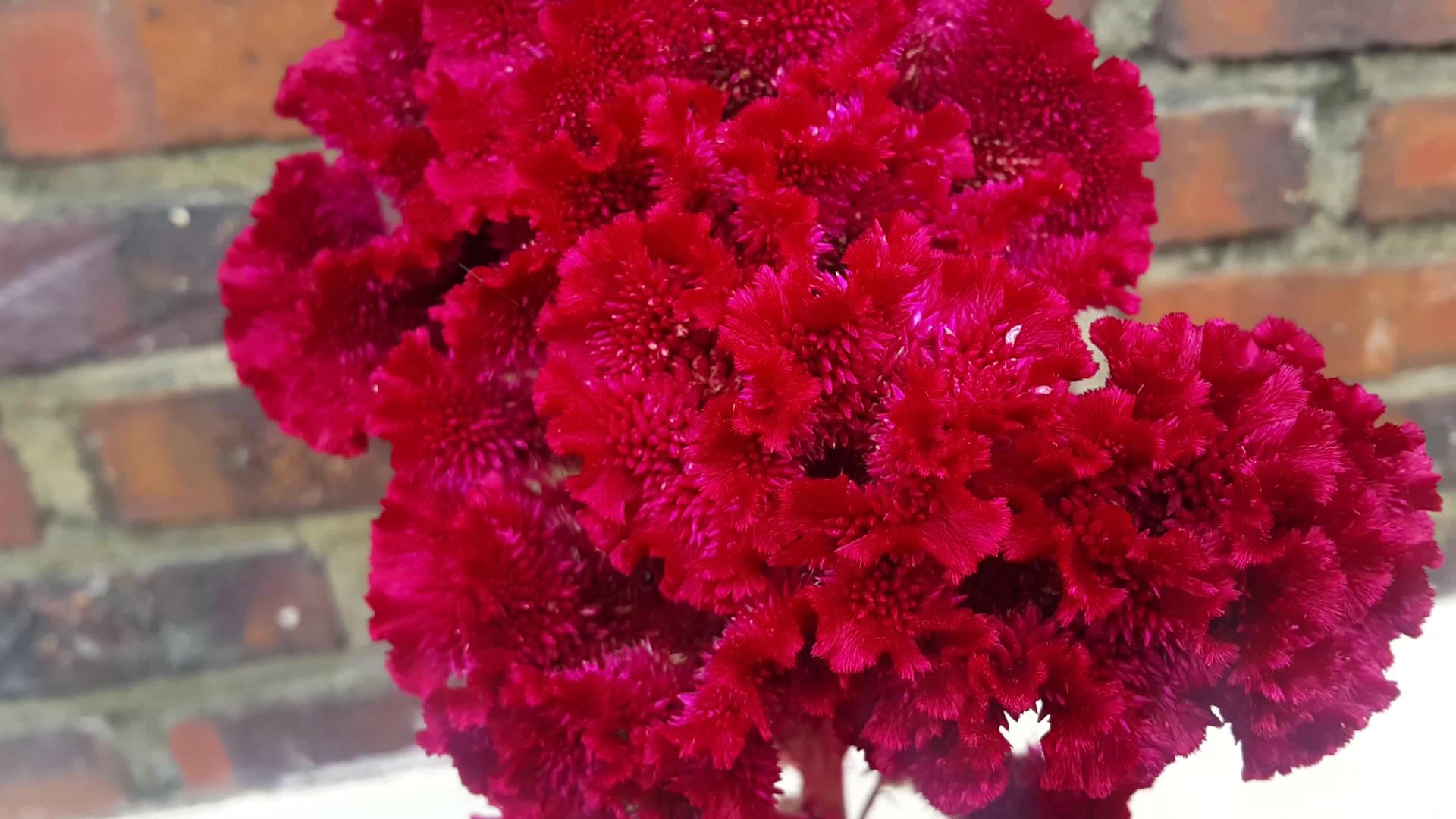 4k红色花朵视频的预览图