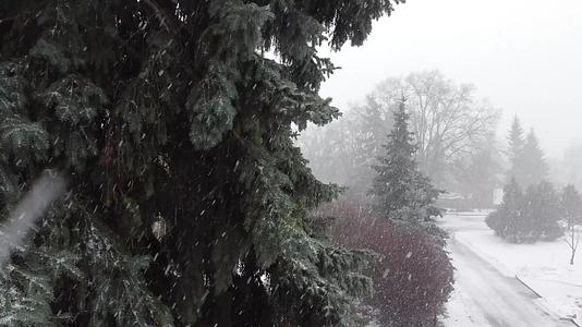 冬天被雪霜覆盖的松树缝合在一起视频的预览图