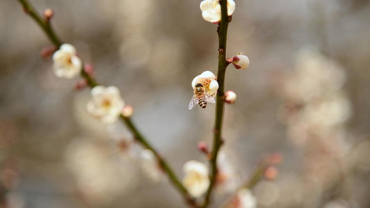 蜜蜂采蜜4K视频的预览图