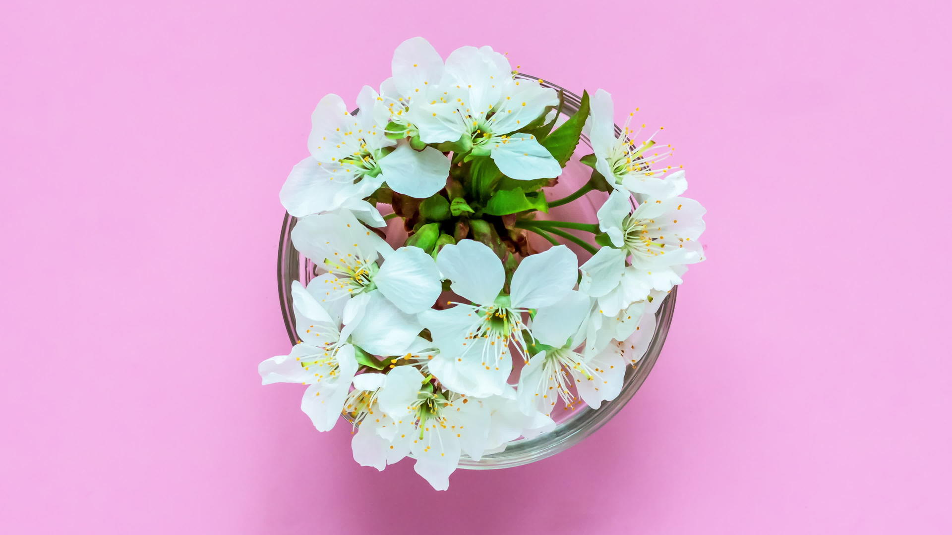 玻璃碗里的白樱花视频的预览图