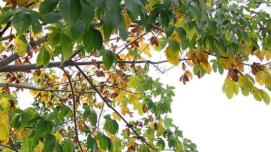 秋叶随风飘扬秋叶随风飘扬秋天金色的红叶在森林里视频的预览图