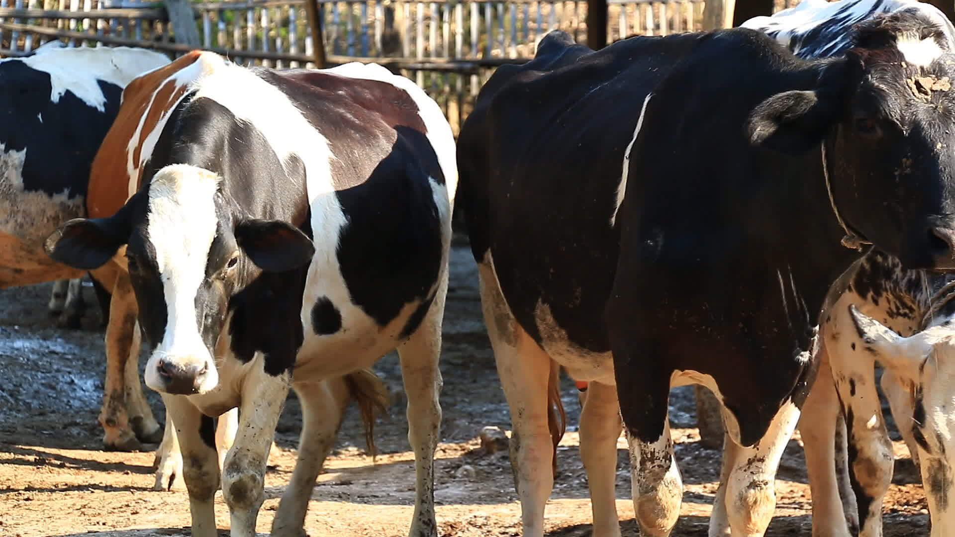 农村奶牛农场视频的预览图