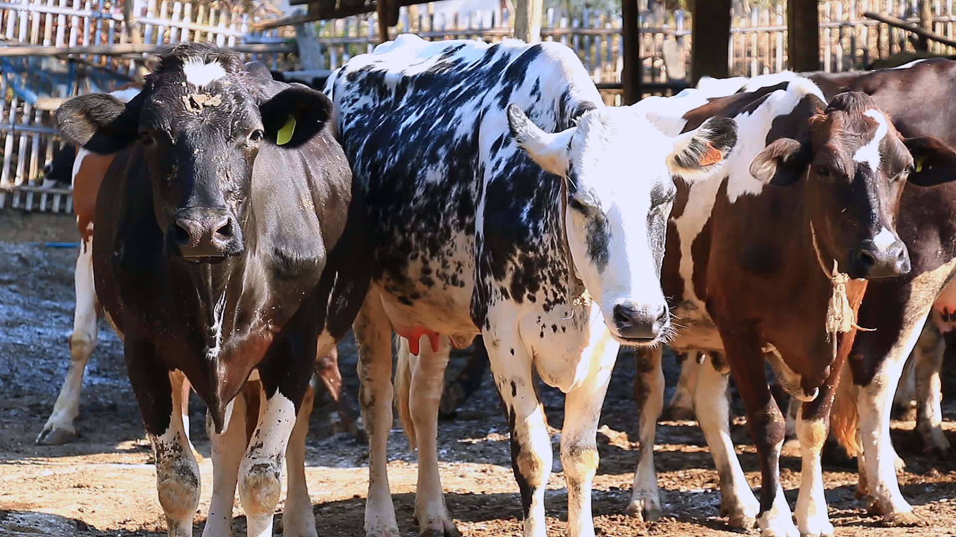 农村奶牛农场的奶牛视频的预览图