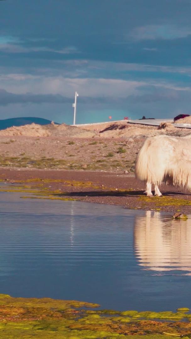 藏区羊卓雍措湖边牦牛视频的预览图