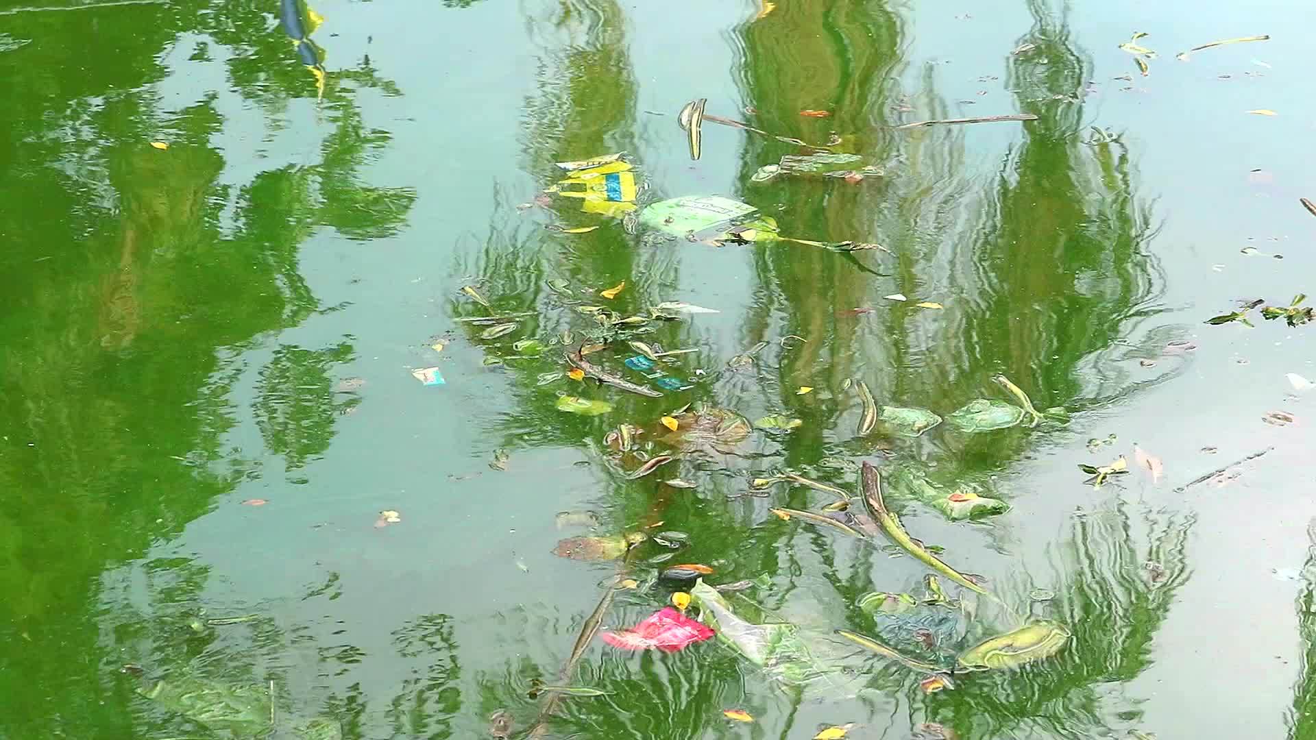 水葫芦对动物和环境的热爱概念漂浮在垃圾和暴力污水中视频的预览图