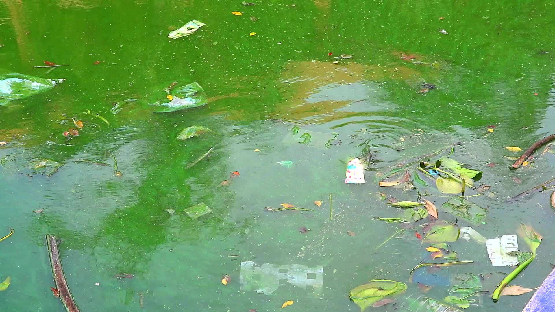 鱼试图在垃圾和严重腐烂的水中呼吸视频的预览图