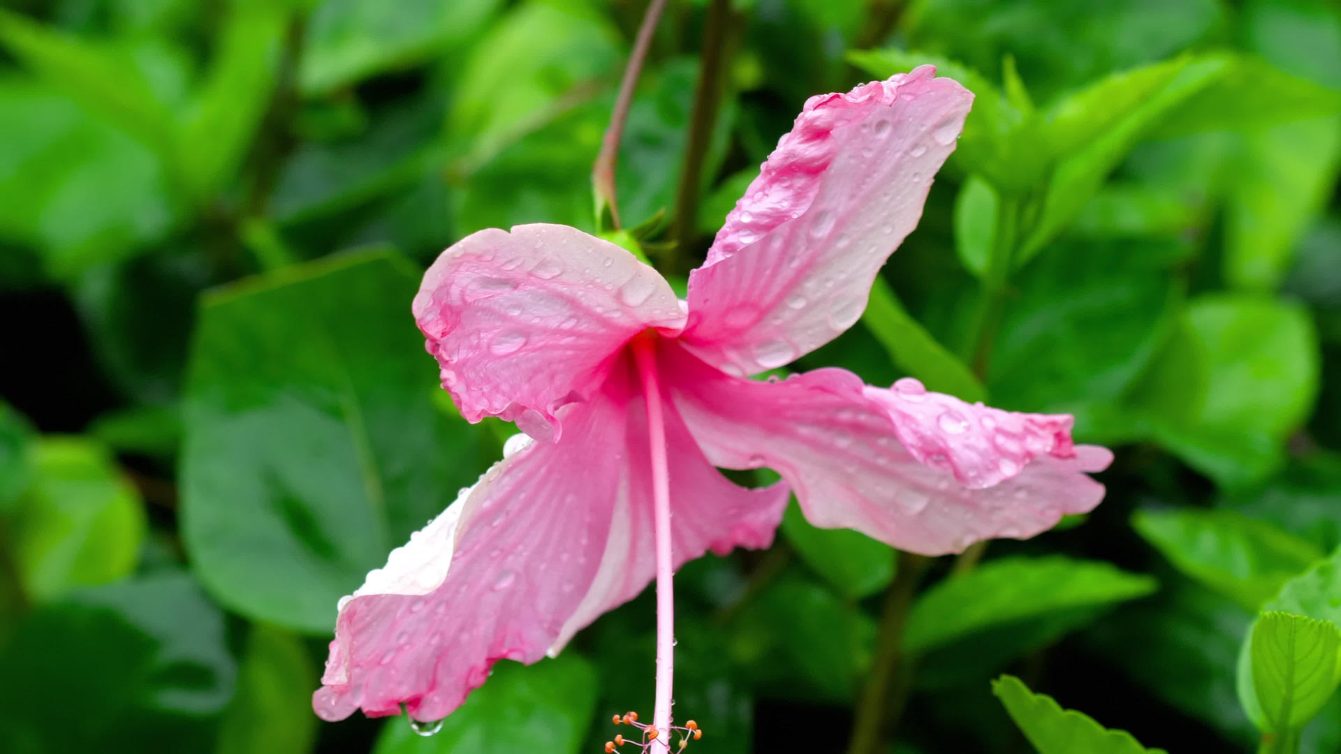 雨后粉红花朵视频的预览图