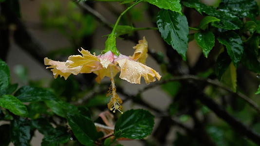 雨中花朵的粉红花视频的预览图