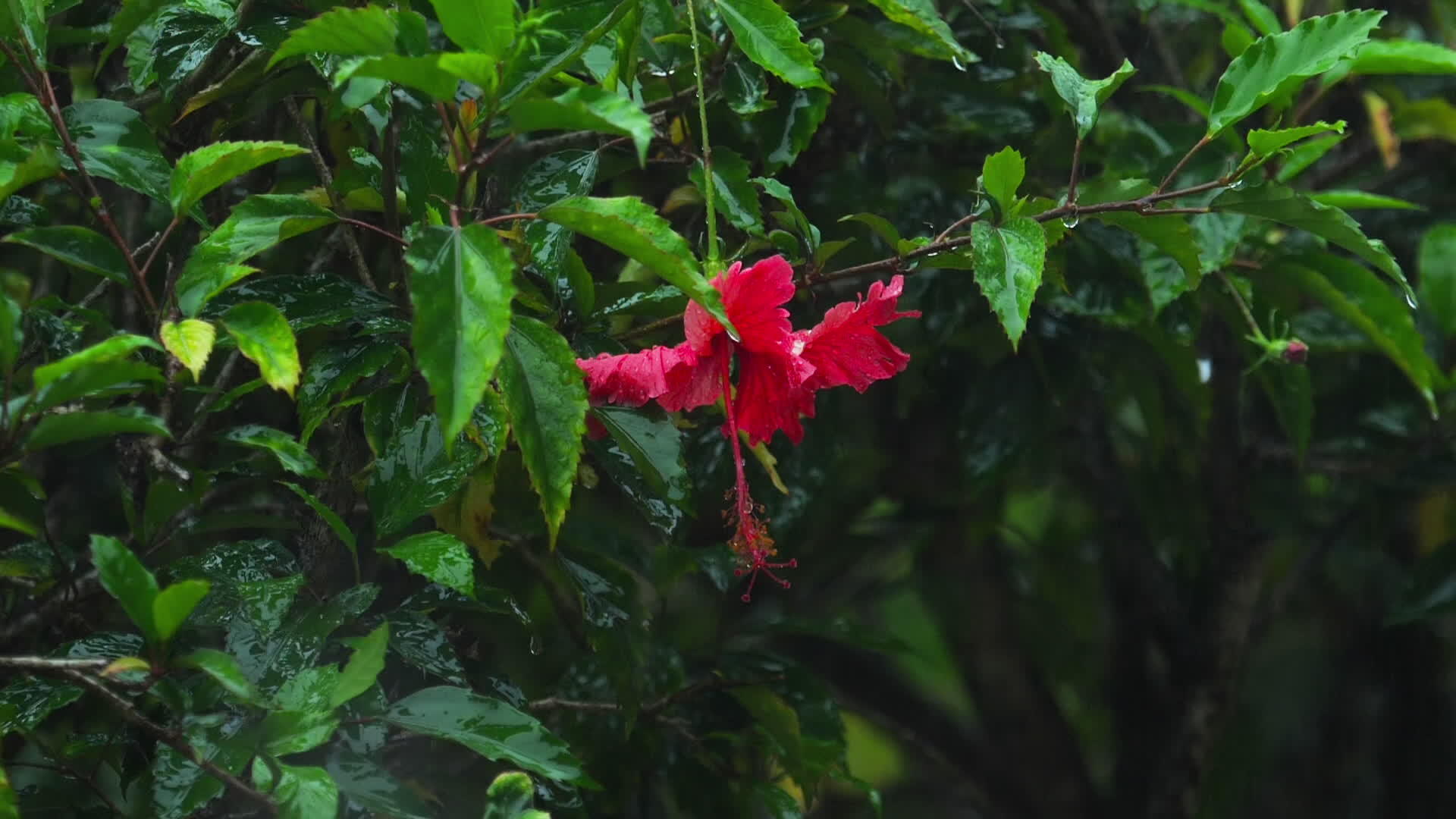雨中的红花视频的预览图