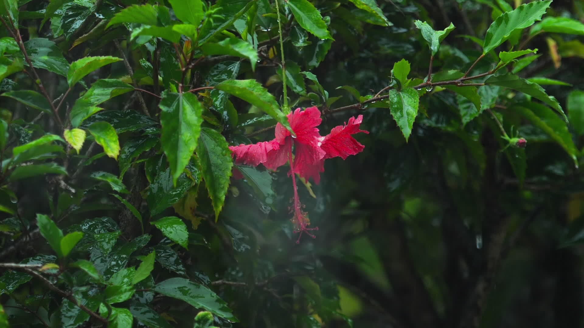 雨中的红花视频的预览图