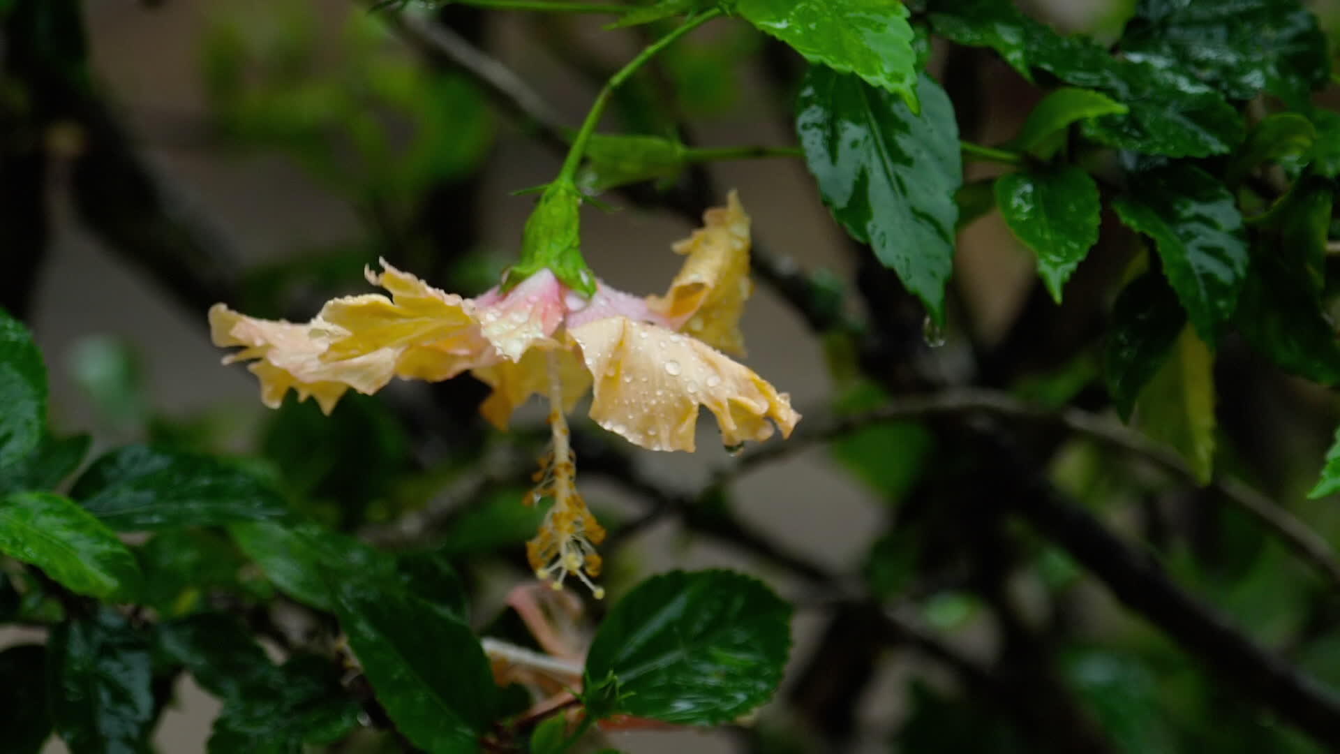 雨中花朵的粉红花视频的预览图