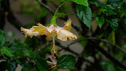 雨中花朵的粉红花视频的预览图