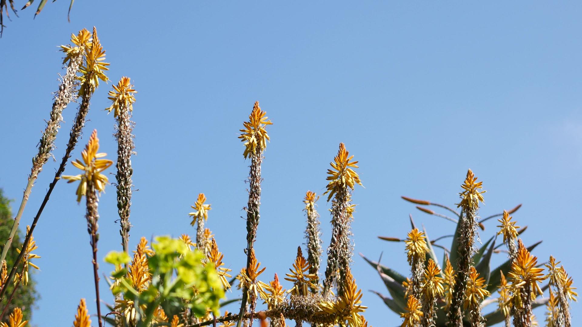 芦荟肉质植物黄花加州美国沙漠植物干旱气候自然自然视频的预览图