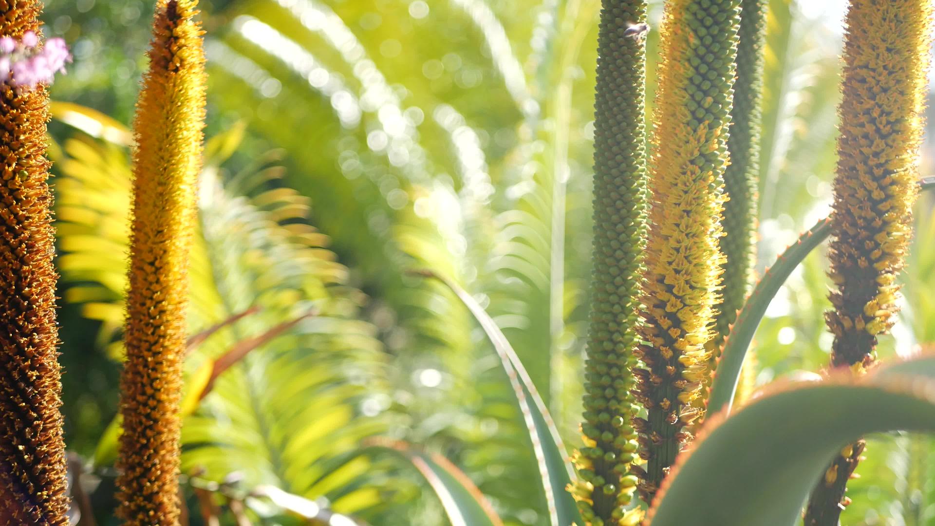 芦荟肉质植物黄花加州美国沙漠植物干旱气候自然自然视频的预览图