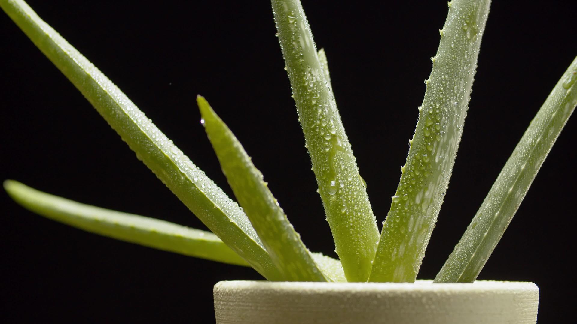 单体阳性旋转植物视频的预览图