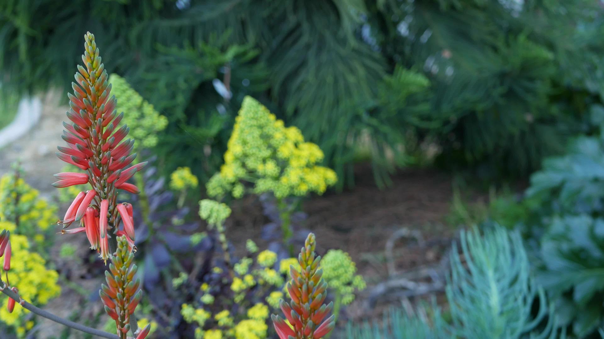 芦荟肉质植物红花视频的预览图