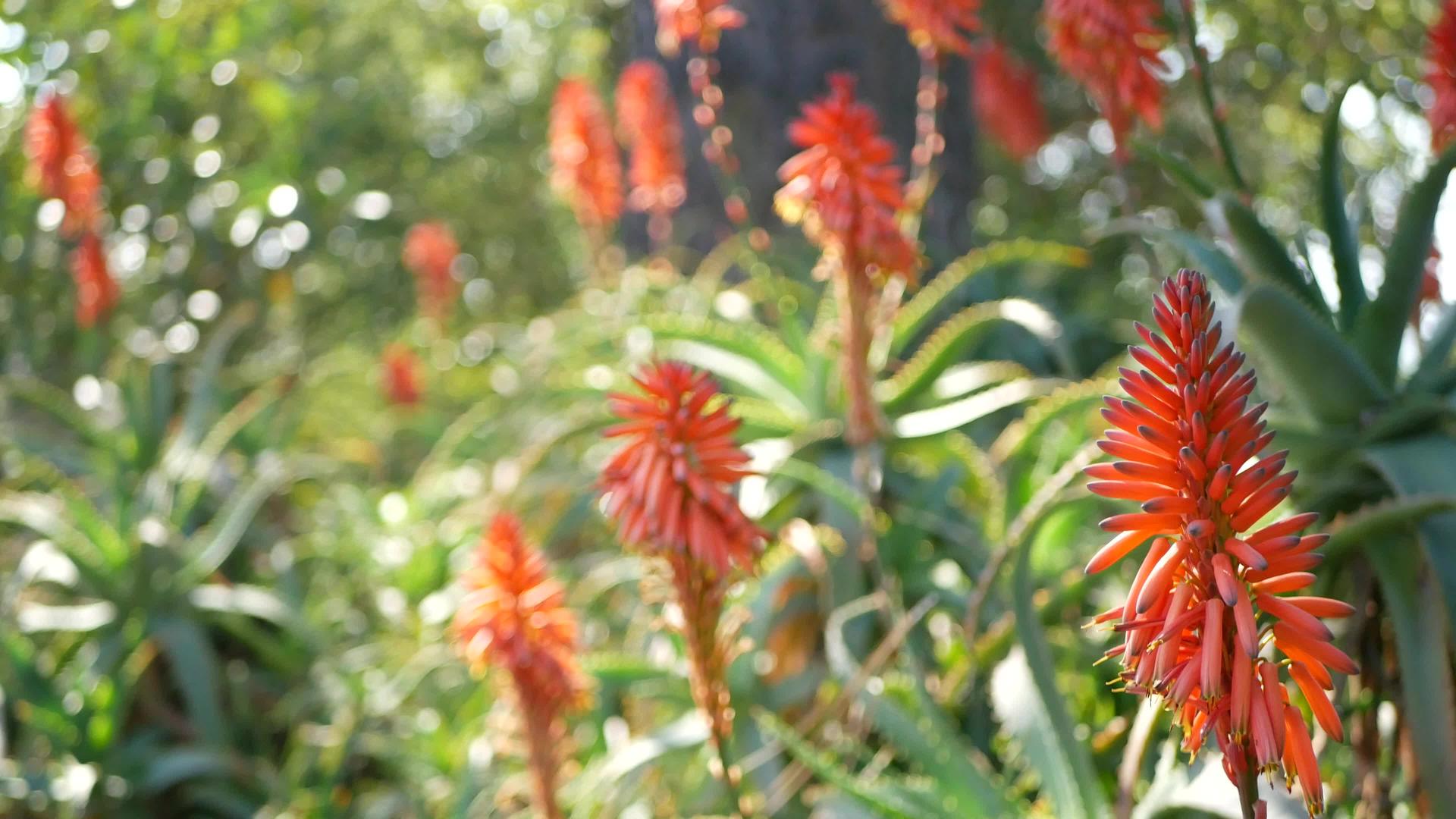 芦荟肉质植物红花视频的预览图