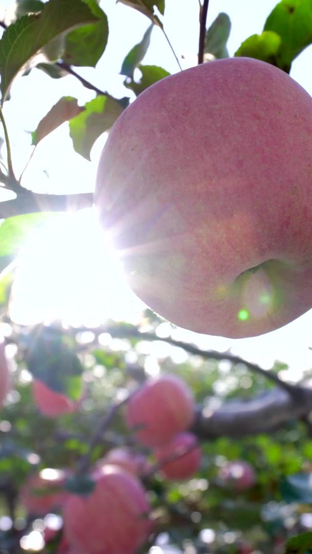 美丽的逆光源生态绿红富士苹果实拍素材视频的预览图